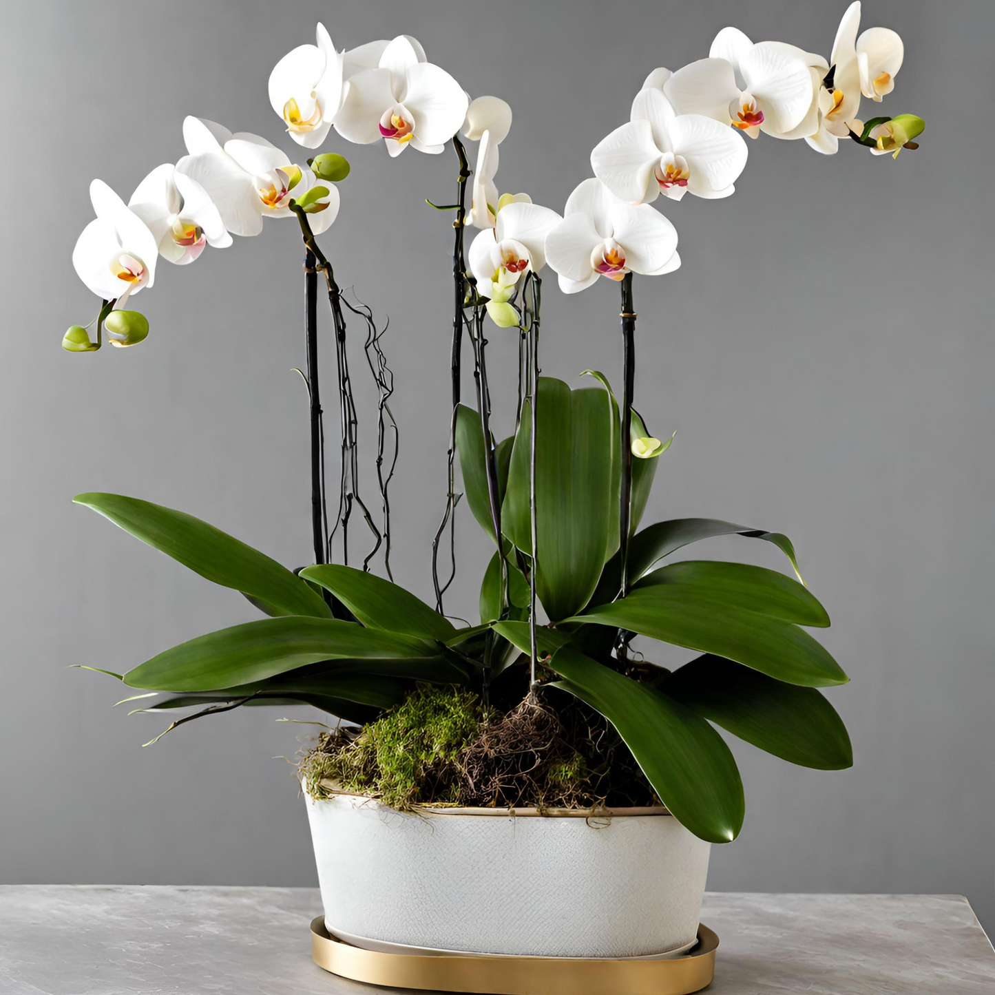 Local Orchids on Sale for August