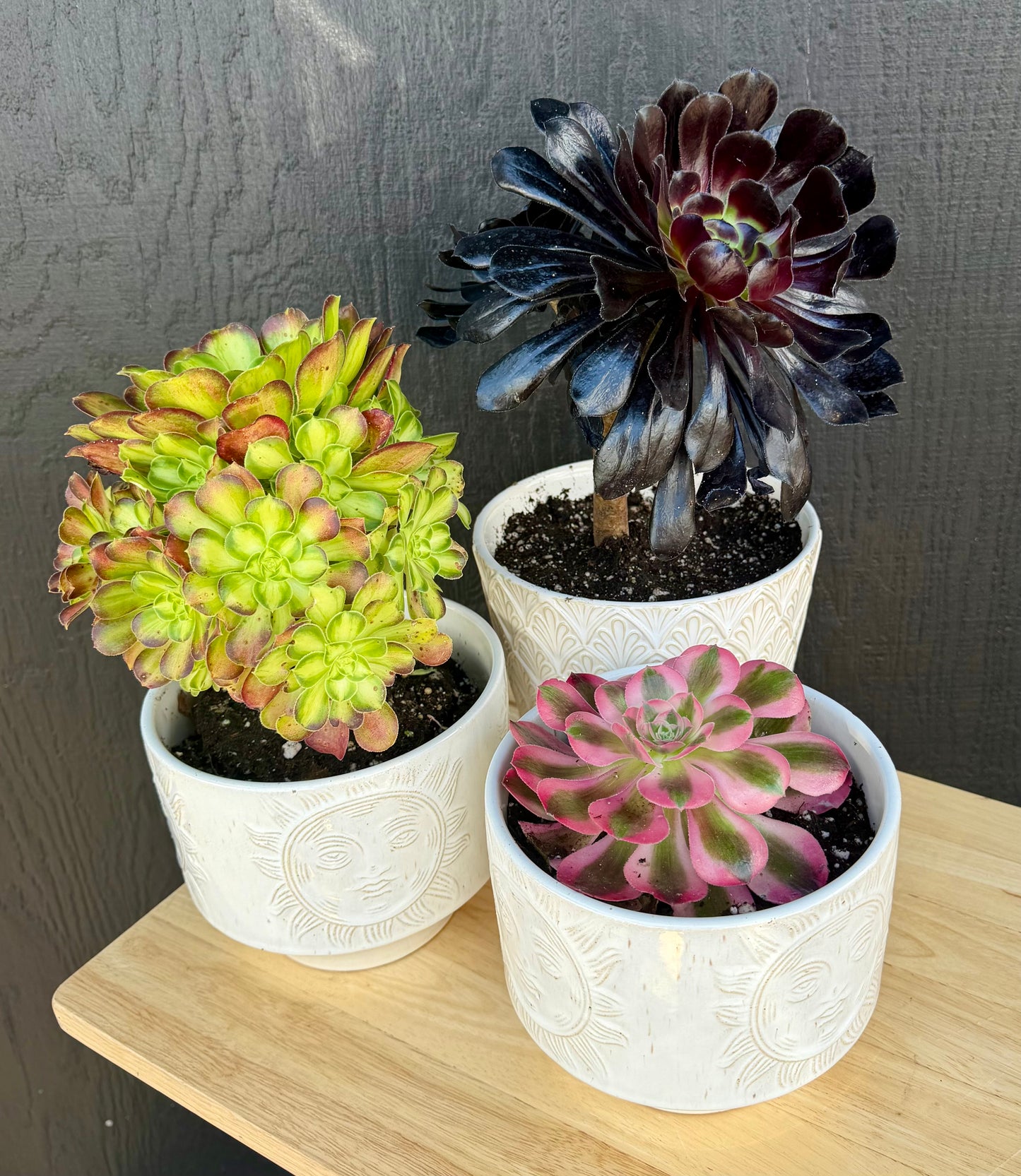 Succulent Plant