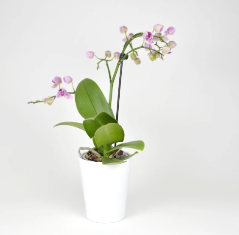 Everlasting Orchids Arrangement