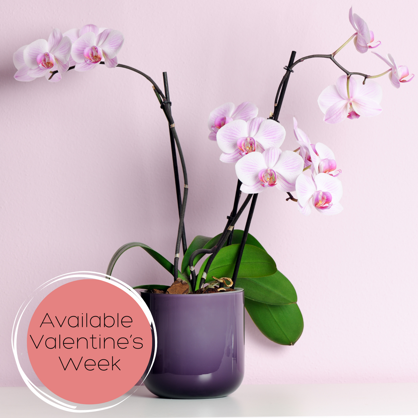 Everlasting Orchids Arrangement