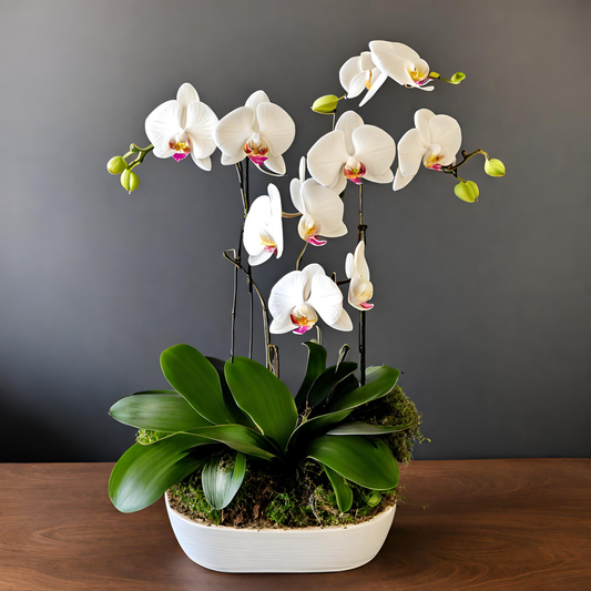 August Orchid Sale!