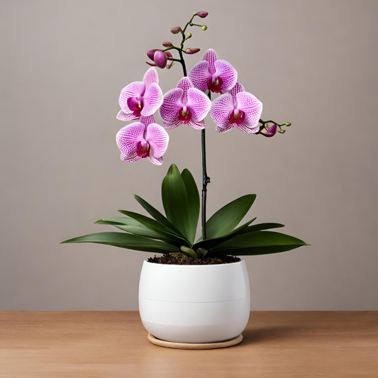 Local Orchids on Sale for August