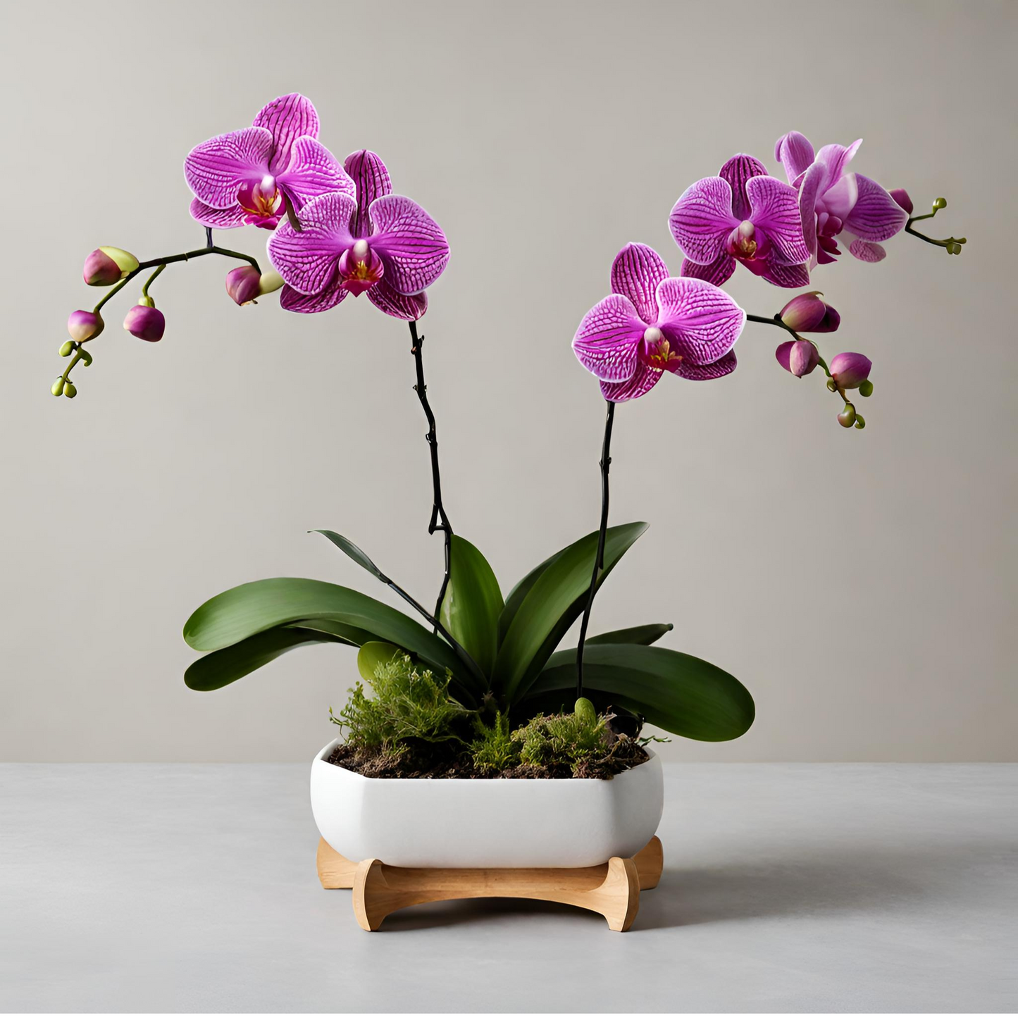 Local Orchids on Sale for August