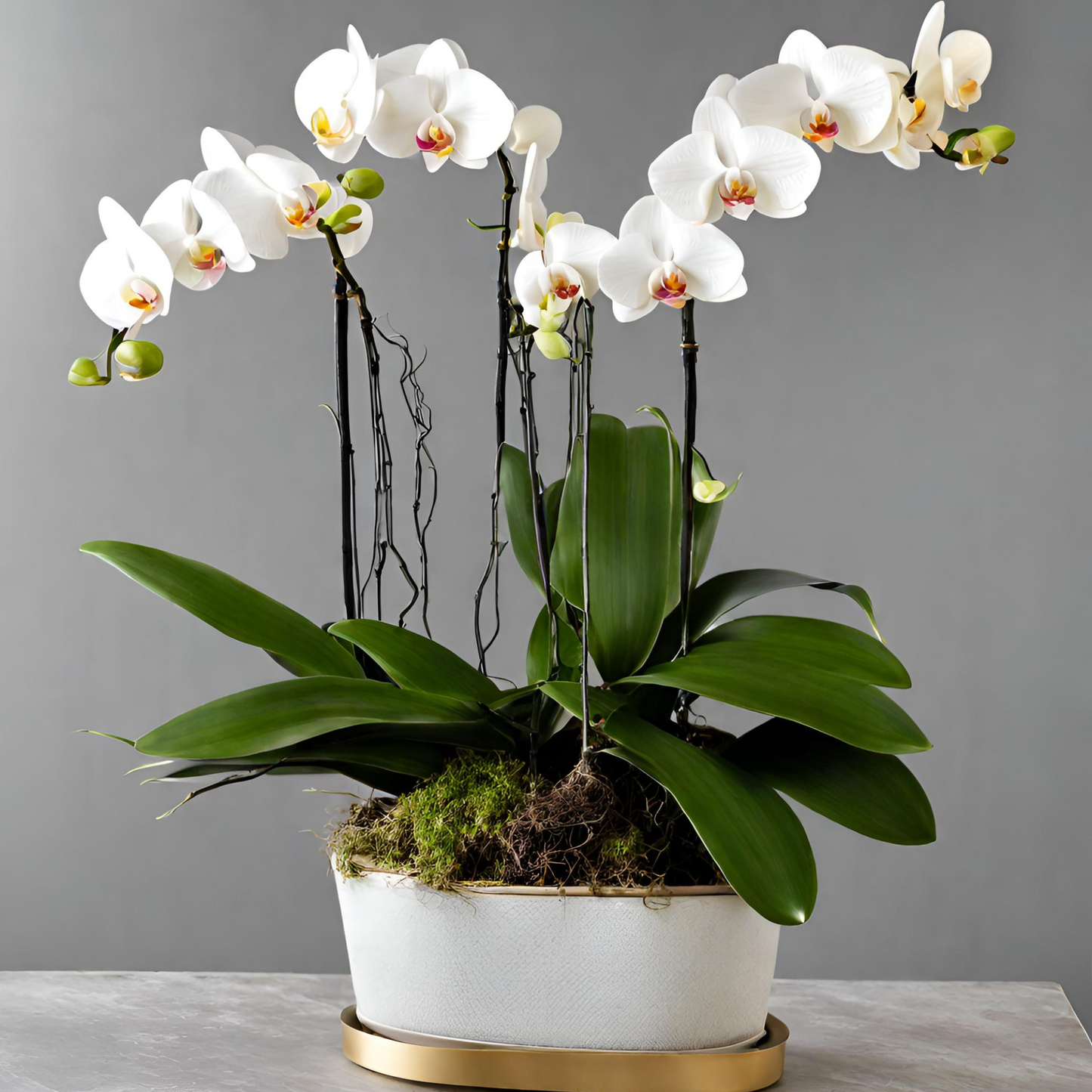 Mom's Everlasting Orchids Arrangement