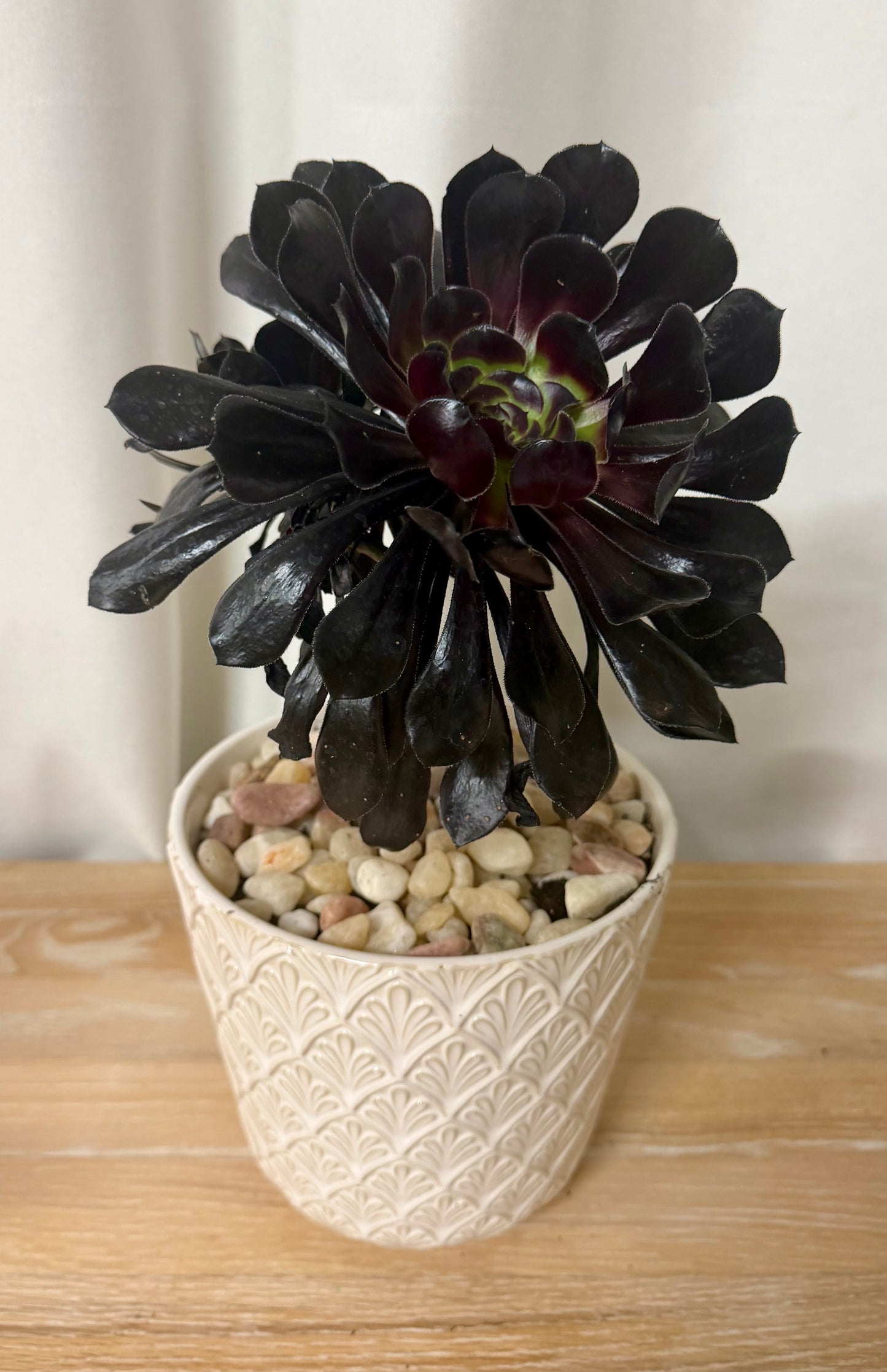 Succulent Plant