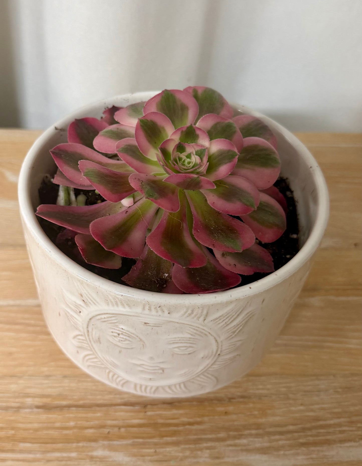 Succulent Plant