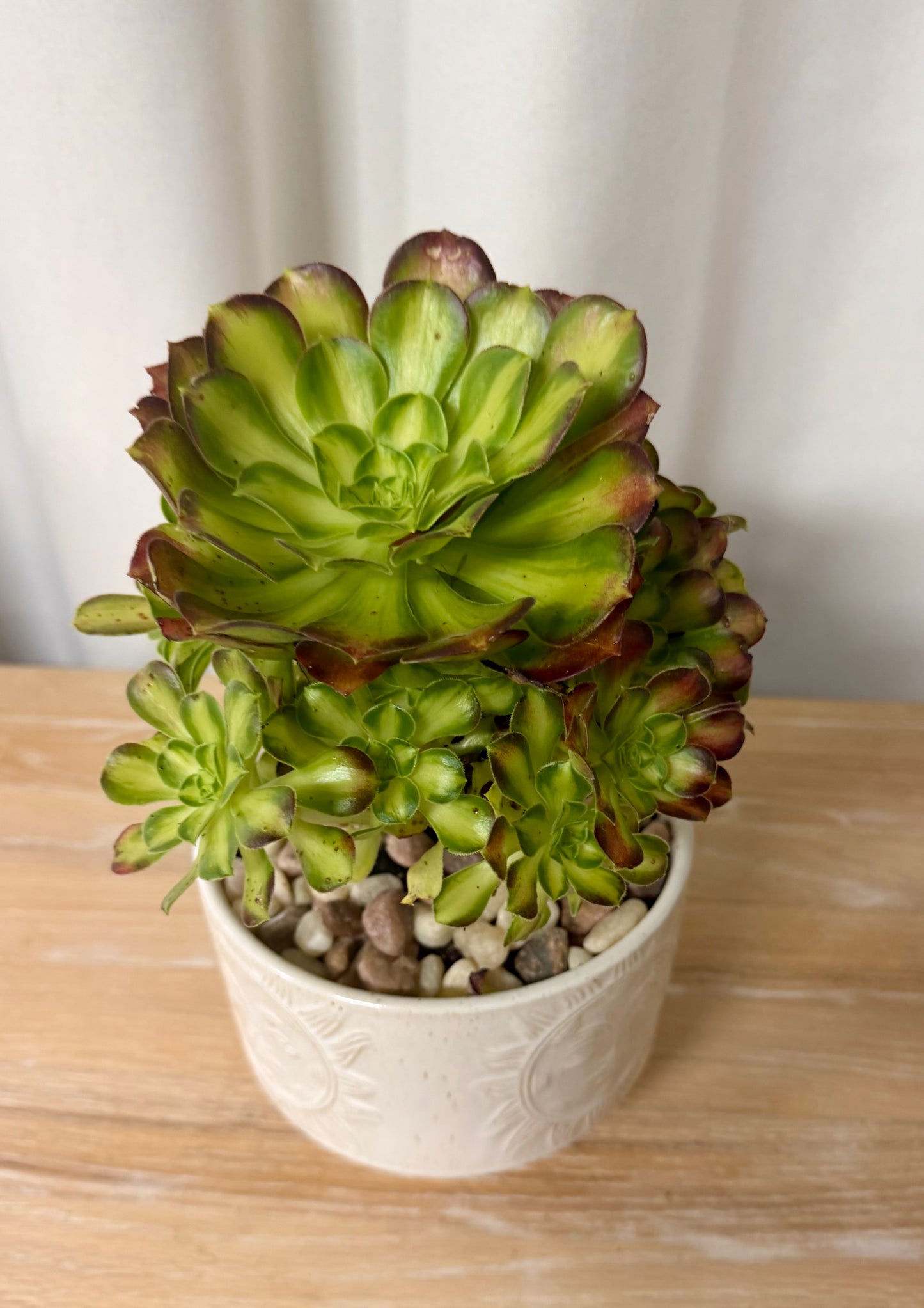 Succulent Plant