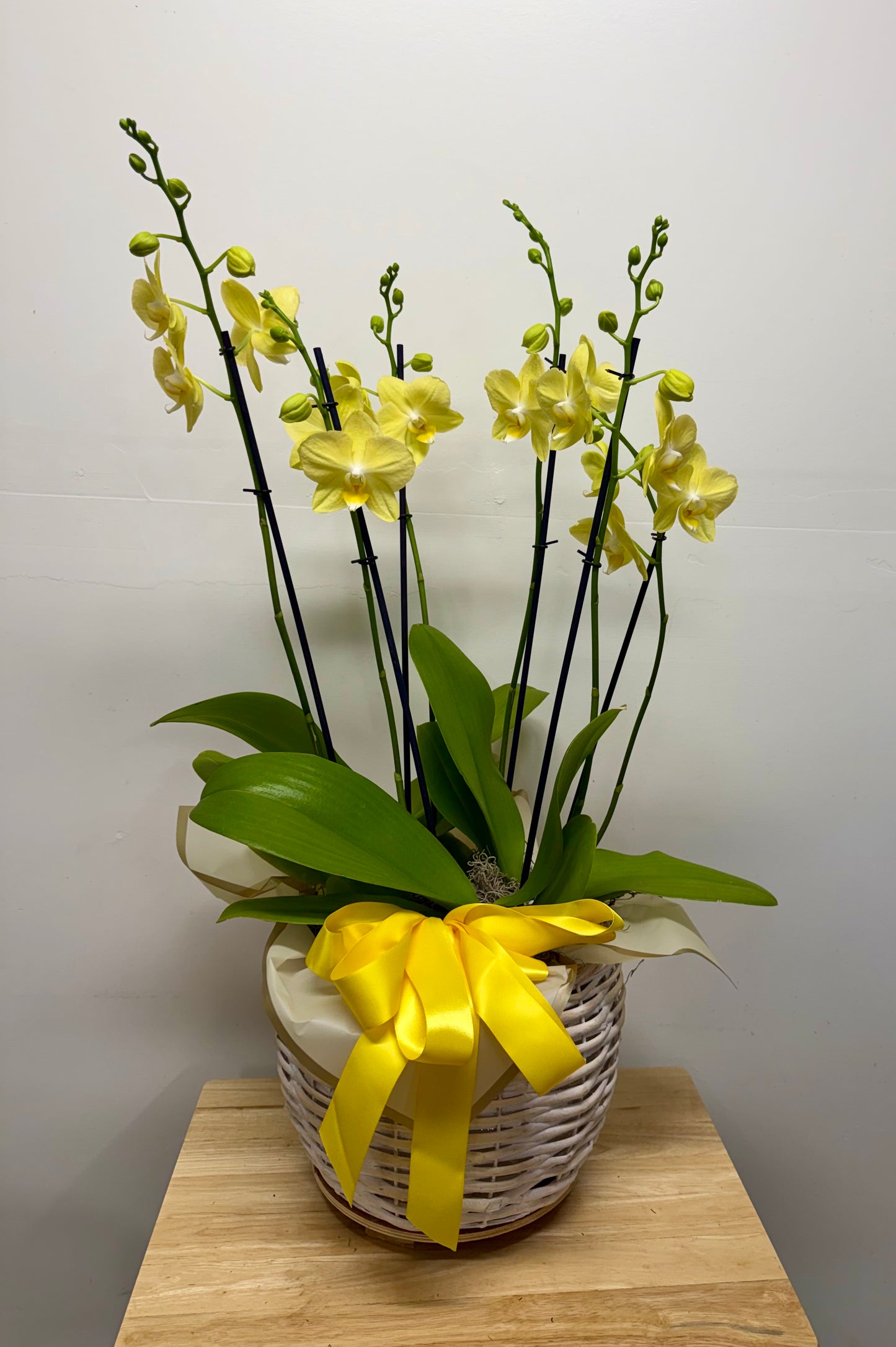 Local Orchids on Sale for August