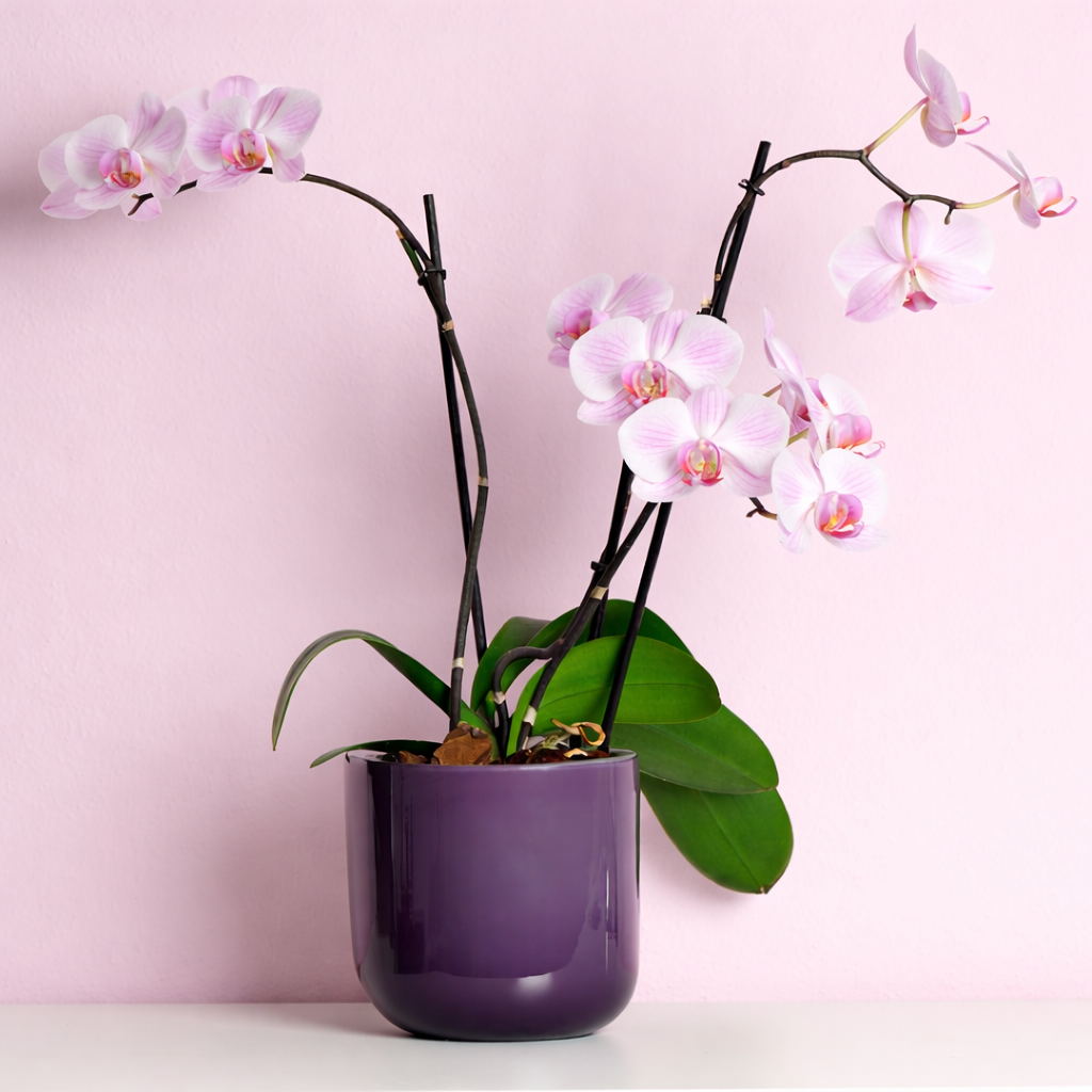 Everlasting Orchids Arrangement