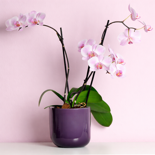 Everlasting Orchids Arrangement