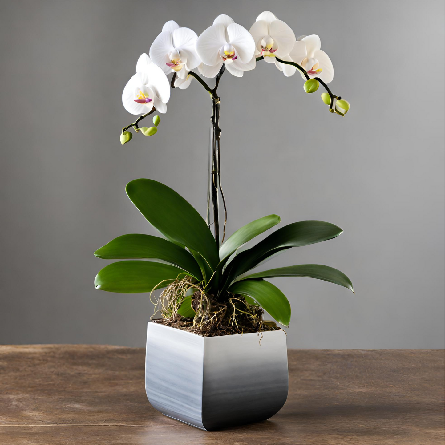 Mom's Everlasting Orchids Arrangement