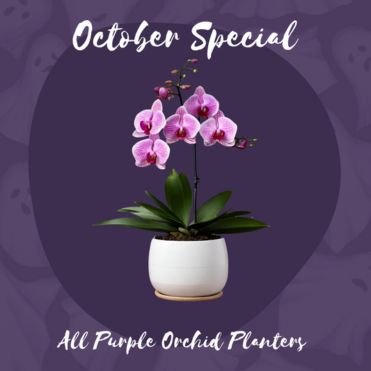 October Orchid Planter Special