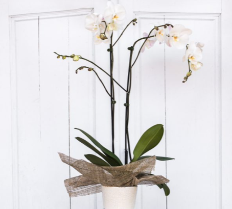 Everlasting Orchids Arrangement