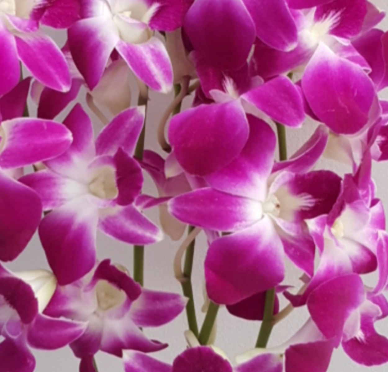 Petal Toss Cones - Fernhouse Flowers Maui